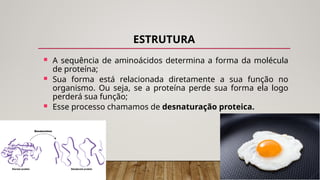 ESTRUTURA
 A sequência de aminoácidos determina a forma da molécula
de proteína;
 Sua forma está relacionada diretamente a sua função no
organismo. Ou seja, se a proteína perde sua forma ela logo
perderá sua função;
 Esse processo chamamos de desnaturação proteica.
 