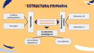 ESTRUCTURA PRIMARIA
Secuencia de
aminoácidos
Cadena
polipeptídica
El orden
Aminoácidos
Secuenciadela
proteína
Extremo -N
Extremo -C
La estructura
constituye en:
Los enlaces
peptídicos
Los átomos
 