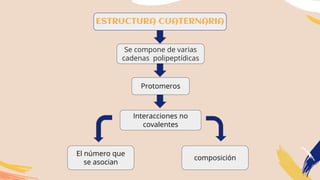 ESTRUCTURA CUATERNARIA
Se compone de varias
cadenas polipeptídicas
Interacciones no
covalentes
Protomeros
El número que
se asocian
composición
 