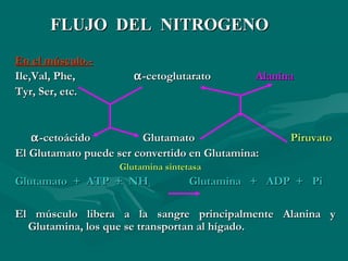 FFLLUUJJOO DDEELL NNIITTRROOGGEENNOO 
EEnn eell mmúússccuulloo..-- 
IIllee,,VVaall,, PPhhee,, a--cceettoogglluuttaarraattoo AAllaanniinnaa 
TTyyrr,, SSeerr,, eettcc.. 
a--cceettooáácciiddoo GGlluuttaammaattoo PPiirruuvvaattoo 
EEll GGlluuttaammaattoo ppuueeddee sseerr ccoonnvveerrttiiddoo eenn GGlluuttaammiinnaa:: 
GGlluuttaammiinnaa ssiinntteettaassaa 
GGlluuttaammaattoo ++ AATTPP ++ NNHH44 GGlluuttaammiinnaa ++ AADDPP ++ PPii 
EEll mmúússccuulloo lliibbeerraa aa llaa ssaannggrree pprriinncciippaallmmeennttee AAllaanniinnaa yy 
GGlluuttaammiinnaa,, llooss qquuee ssee ttrraannssppoorrttaann aall hhííggaaddoo.. 
 