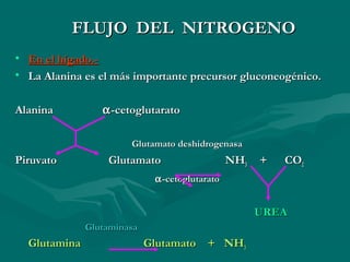 FFLLUUJJOO DDEELL NNIITTRROOGGEENNOO 
• EEnn eell hhííggaaddoo..-- 
• LLaa AAllaanniinnaa eess eell mmááss iimmppoorrttaannttee pprreeccuurrssoorr gglluuccoonneeooggéénniiccoo.. 
AAllaanniinnaa a--cceettoogglluuttaarraattoo 
GGlluuttaammaattoo ddeesshhiiddrrooggeennaassaa 
PPiirruuvvaattoo GGlluuttaammaattoo NNHH33 ++ CCOO22 
a--cceettoogglluuttaarraattoo 
UURREEAA 
GGlluuttaammiinnaassaa 
GGlluuttaammiinnaa GGlluuttaammaattoo ++ NNHH33 
 