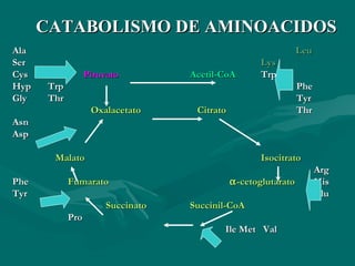 CCAATTAABBOOLLIISSMMOO DDEE AAMMIINNOOAACCIIDDOOSS 
AAllaa LLeeuu 
SSeerr LLyyss 
CCyyss PPiirruuvvaattoo AAcceettiill--CCooAA TTrrpp 
HHyypp TTrrpp PPhhee 
GGllyy TThhrr TTyyrr 
OOxxaallaacceettaattoo CCiittrraattoo TThhrr 
AAssnn 
AAsspp 
MMaallaattoo IIssoocciittrraattoo 
AArrgg 
PPhhee FFuummaarraattoo a--cceettoogglluuttaarraattoo HHiiss 
TTyyrr GGlluu 
SSuucccciinnaattoo SSuucccciinniill--CCooAA 
PPrroo 
IIllee MMeett VVaall 
 