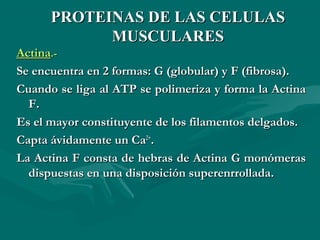 PPRROOTTEEIINNAASS DDEE LLAASS CCEELLUULLAASS 
MMUUSSCCUULLAARREESS 
AAccttiinnaa..-- 
SSee eennccuueennttrraa eenn 22 ffoorrmmaass:: GG ((gglloobbuullaarr)) yy FF ((ffiibbrroossaa)).. 
CCuuaannddoo ssee lliiggaa aall AATTPP ssee ppoolliimmeerriizzaa yy ffoorrmmaa llaa AAccttiinnaa 
FF.. 
EEss eell mmaayyoorr ccoonnssttiittuuyyeennttee ddee llooss ffiillaammeennttooss ddeellggaaddooss.. 
CCaappttaa áávviiddaammeennttee uunn CCaa22++.. 
LLaa AAccttiinnaa FF ccoonnssttaa ddee hheebbrraass ddee AAccttiinnaa GG mmoonnóómmeerraass 
ddiissppuueessttaass eenn uunnaa ddiissppoossiicciióónn ssuuppeerreennrrrroollllaaddaa.. 
 