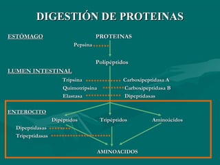 DDIIGGEESSTTIIÓÓNN DDEE PPRROOTTEEIINNAASS 
EESSTTÓÓMMAAGGOO PPRROOTTEEIINNAASS 
PPeeppssiinnaa 
PPoolliippééppttiiddooss 
LLUUMMEENN IINNTTEESSTTIINNAALL 
TTrriippssiinnaa CCaarrbbooxxiippeeppttiiddaassaa AA 
QQuuiimmoottrriippssiinnaa CCaarrbbooxxiippeeppttiiddaassaa BB 
EEllaassttaassaa DDiippeeppttiiddaassaass 
EENNTTEERROOCCIITTOO 
DDiippééppttiiddooss TTrriippééppttiiddooss AAmmiinnooáácciiddooss 
DDiippeeppttiiddaassaass 
TTrriippeeppttiiddaassaass 
AAMMIINNOOAACCIIDDOOSS 
 