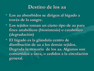 DDeessttiinnoo ddee llooss aaaa 
• LLooss aaaa aabbssoorrbbiiddooss ssee ddiirriiggeenn aall hhííggaaddoo aa 
ttrraavvééss ddee llaa ssaannggrree.. 
• LLooss tteejjiiddooss ttoommaann uunn cciieerrttoo ttiippoo ddee aaaa ppaarraa 
ffiinneess aannaabbóólliiccooss ((bbiioossíínntteessiiss)) oo ccaattaabbóólliiccoo 
((ddeeggrraaddaacciióónn)) 
• EEll hhííggaaddoo eess llaa gglláánndduullaa cceennttrroo ddee 
ddiissttrriibbuucciióónn ddee aaaa aa llooss ddeemmááss tteejjiiddooss.. 
DDeeggrraaddaa llaa mmaayyoorrííaa ddee llooss aaaa.. AAllgguunnooss ssoonn 
ccoonnvveerrttiiddooss aa úúrreeaa,, oo cceeddiiddooss aa llaa cciirrccuullaacciióónn 
ggeenneerraall.. 
 