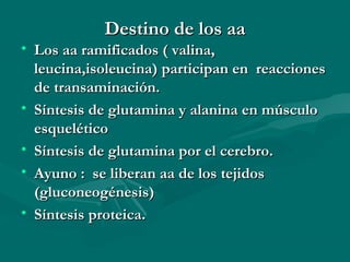 DDeessttiinnoo ddee llooss aaaa 
• LLooss aaaa rraammiiffiiccaaddooss (( vvaalliinnaa,, 
lleeuucciinnaa,,iissoolleeuucciinnaa)) ppaarrttiicciippaann eenn rreeaacccciioonneess 
ddee ttrraannssaammiinnaacciióónn.. 
• SSíínntteessiiss ddee gglluuttaammiinnaa yy aallaanniinnaa eenn mmúússccuulloo 
eessqquueellééttiiccoo 
• SSíínntteessiiss ddee gglluuttaammiinnaa ppoorr eell cceerreebbrroo.. 
• AAyyuunnoo :: ssee lliibbeerraann aaaa ddee llooss tteejjiiddooss 
((gglluuccoonneeooggéénneessiiss)) 
• SSíínntteessiiss pprrootteeiiccaa.. 
 