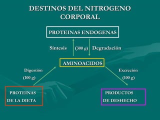 DDEESSTTIINNOOSS DDEELL NNIITTRROOGGEENNOO 
CCOORRPPOORRAALL 
PPRROOTTEEIINNAASS EENNDDOOGGEENNAASS 
SSíínntteessiiss ((3300 gg)) DDeeggrraaddaacciióónn 
AAMMIINNOOAACCIIDDOOSS 
DDiiggeessttiióónn EExxccrreecciióónn 
((1100 gg)) ((1100 gg)) 
PPRROOTTEEIINNAASS PPRROODDUUCCTTOOSS 
DDEE LLAA DDIIEETTAA DDEE DDEESSHHEECCHHOO 
 
