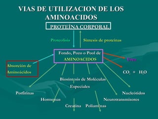 VVIIAASS DDEE UUTTIILLIIZZAACCIIOONN DDEE LLOOSS 
AAMMIINNOOAACCIIDDOOSS 
PPRROOTTEEÍÍNNAA CCOORRPPOORRAALL 
PPrrootteeoolliissiiss SSíínntteessiiss ddee pprrootteeíínnaass 
FFoonnddoo,, PPoozzoo oo PPooooll ddee 
AAMMIINNOOAACCIIDDOOSS UUrreeaa 
AAbbssoorrcciióónn ddee 
AAmmiinnooáácciiddooss CCOO22 ++ HH22OO 
BBiioossíínntteessiiss ddee MMoollééccuullaass 
EEssppeecciiaalleess 
PPoorrffiirriinnaass NNuucclleeóóttiiddooss 
HHoorrmmoonnaass NNeeuurroottrraannssmmiissoorreess 
CCrreeaattiinnaa PPoolliiaammiinnaass 
 
