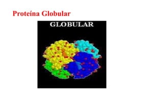 Proteína Globular
 