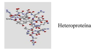 Heteroproteína
 
