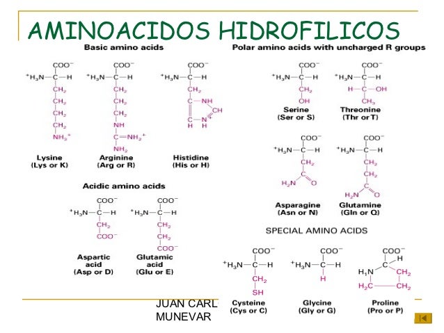 Resultado de imagen para aminoacidos con grupos laterales hidrofilicos