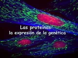Las proteínas:
la expresión de la genética
 