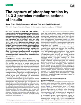 Review




The capture of phosphoproteins by
14-3-3 proteins mediates actions
of insulin
Shuai Chen, Silvia Synowsky, Michele Tinti and Carol MacKintosh
MRC Protein Phosphorylation Unit, College of Life Sciences, University of Dundee, Dundee DD1 5EH, UK



How does signalling via PI3K–PKB (AKT)–mTORC1–                                                 The discovery that insulin has more widespread inﬂu-
p70S6K and ERK–p90RSK mediate wide-ranging physio-                                          ences than was previously realised implies that complica-
logical responses to insulin? Quantitative proteomics                                       tions of diabetes such as neuropathies, nephropathy, bone
and biochemical experiments are revealing that these                                        disorders and heart disease might not be solely attribut-
signalling pathways induce the phosphorylation of large                                     able to hyperglycaemia, but could be due in part to deregu-
and overlapping sets of proteins, which are then                                            lated insulin action in the damaged tissues [10]. In any
captured by phosphoprotein-binding proteins named                                           case, an understanding of how insulin exerts its diverse
14-3-3 s. The 14-3-3 s are dimers that dock onto dual-                                      effects on different tissues is of enormous practical signiﬁ-
phosphorylated sites in a conﬁguration with special                                         cance given the growing worldwide burden of insulin re-
signalling and mechanical properties. They interact with                                    sistance and type 2 diabetes.
the Rab GTPase-activating proteins AS160 and TBC1D1                                            The immediate effects of insulin binding to its cognate
to regulate glucose uptake into target tissues in re-                                       tyrosine kinase receptor are relatively well understood.
sponse to insulin and energy stress. Dynamic patterns                                       Phosphatidyinositol 3-kinase (PI3K)–protein kinase B
in the 14-3-3-binding phosphoproteome are providing                                         (PKB, also known as AKT)– mammalian target of rapa-
new insights into how insulin triggers coherent shifts in                                   mycin complex 1 (mTORC1)–p70 ribosomal S6 kinase
metabolism that are integrated with other cellular re-                                      (p70S6K) signalling is activated, and in some cell types
sponse systems.                                                                             insulin also activates the Ras–Raf– extracellular signal-
                                                                                            regulated kinase (ERK)–p90 ribosomal S6 kinase
Established and emerging actions of insulin                                                 (p90RSK) pathway [11,12]. However, too few downstream
Insulin is best known for suppressing blood glucose levels                                  targets are known to explain how these core signalling
by driving glucose from the bloodstream into muscle and                                     pathways stimulate diverse physiological responses to
liver glycogen and into fat in adipose tissue, and for                                      insulin. Here, we review the roles of a family of phospho-
inhibiting glucose production from the liver. However,                                      protein-binding proteins named 14-3-3 s in mediating in-
these actions are only part of an orchestrated shift in global                              sulin responses. We outline how 14-3-3 proteins work and
metabolism induced by insulin action. Nutrients and ions                                    focus on contributions of 14-3-3 s to key regulatory steps in
surge into our bloodstream after a meal, and insulin directs                                insulin-regulated glucose homeostasis. Recent develop-
the assimilation of glucose, metal ions, amino acids and                                    ments in 14-3-3 afﬁnity capture and proteomics technolo-
lipids according to the demands of specialized tissues in                                   gies are also highlighted, which show promise as a way to
ways that ensure whole-body homeostasis, electrochemical                                    identify new intracellular targets and help to explain the
balance of ions across membranes, and stoichiometric                                        wider actions of insulin.
balance in ﬂuxes through metabolic pathways.
   Although the main targets for insulin-regulated glucose                                  14-3-3 dimers dock onto speciﬁc pairs of
homeostasis are muscle, fat and liver, insulin also prepares                                phosphorylated sites
other organs in their response to food. For example, it was                                 The 14-3-3 s dock onto and regulate hundreds of phospho-
recently discovered that insulin induces cytoskeletal remo-                                 proteins inside eukaryotic cells, including proteins that
delling in kidney glomerular podocytes [1] and thus readies                                 are deregulated in diabetes, cancer and neurological dis-
the kidney for increased urine ﬁltration following a meal.                                  orders (Figure 1). Mammals have seven 14-3-3 genes
Insulin inﬂuences vascular endothelium in ways that may                                     (gamma, epsilon, beta, zeta, sigma, theta, tau), and their
affect tissue blood ﬂow, and regulates fuel use and cell                                    peculiar name refers to the discovery of the protein iso-
survival in the heart [2–5]. Insulin signalling to the hypo-                                forms as a cluster of spots in position 14-3-3 on an early
thalamus, pituitary, bone, pancreas and reproductive sys-                                   two-dimensional starch gel separation of bovine brain
tems is also being recognised as critical to the whole-body                                 extract (Box 1) [13]. The numbers 14-3-3 have no function-
distribution of resources [6–9].                                                            al signiﬁcance; perhaps a more meaningful number for
                                                                                            these proteins is ‘two’, for they are dimers that bind two
                                                                                            phosphorylated residues. Often a 14-3-3 dimer docks onto
    Corresponding author: MacKintosh, C. (c.mackintosh@dundee.ac.uk).                       a pair of tandem phosphorylated sites on a target protein,
1043-2760/$ – see front matter ß 2011 Elsevier Ltd. All rights reserved. doi:10.1016/j.tem.2011.07.005 Trends in Endocrinology and Metabolism, November 2011, Vol. 22, No. 11   429
 