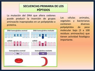 SECUENCIAS PRIMARIA DE LOS
PÉPTIDOS
La mutación del DNA que altera codones
puede producir la inserción de grupos
aminoacilo inapropiados en un polipéptido o
proteína.

Las
células
animales,
vegetales y bacterianas
contienen
diversos
polipéptidos
de
peso
molecular bajo (3 a 100
residuos aminoacilos) que
tienen actividad fisiológica
importante.

 