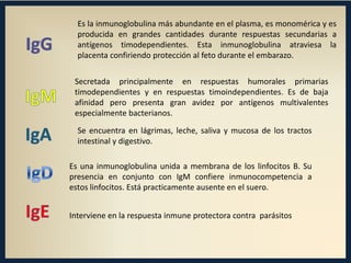 Es la inmunoglobulina más abundante en el plasma, es monomérica y es
producida en grandes cantidades durante respuestas secundarias a
antígenos timodependientes. Esta inmunoglobulina atraviesa la
placenta confiriendo protección al feto durante el embarazo.
Secretada principalmente en respuestas humorales primarias
timodependientes y en respuestas timoindependientes. Es de baja
afinidad pero presenta gran avidez por antígenos multivalentes
especialmente bacterianos.
Se encuentra en lágrimas, leche, saliva y mucosa de los tractos
intestinal y digestivo.

Es una inmunoglobulina unida a membrana de los linfocitos B. Su
presencia en conjunto con IgM confiere inmunocompetencia a
estos linfocitos. Está practicamente ausente en el suero.
Interviene en la respuesta inmune protectora contra parásitos

 