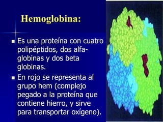 Hemoglobina:
 Es una proteína con cuatro
polipéptidos, dos alfa-
globinas y dos beta
globinas.
 En rojo se representa al
grupo hem (complejo
pegado a la proteína que
contiene hierro, y sirve
para transportar oxígeno).
 