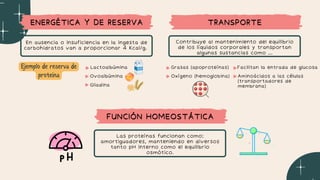Grasas (apoproteínas)
ENERGÉTICA Y DE RESERVA
ENERGÉTICA Y DE RESERVA TRANSPORTE
TRANSPORTE
FUNCIÓN HOMEOSTÁTICA
FUNCIÓN HOMEOSTÁTICA
En ausencia o insuficiencia en la ingesta de
carbohidratos van a proporcionar 4 Kcal/g.
Contribuye al mantenimiento del equilibrio
de los líquidos corporales y transportan
algunas sustancias como ...
Las proteínas funcionan como:
amortiguadores, manteniendo en diversos
tanto pH interno como el equilibrio
osmótico.
Ejemplo de reserva de
proteína
Lactoalbúmina
Ovoalbúmina
Gliadina
Oxígeno (hemoglobina)
Facilitan la entrada de glucosa
Aminoácidos a las células
(transportadores de
membrana)
 