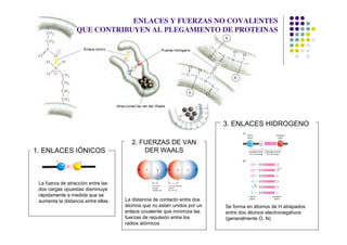 ENLACES Y FUERZAS NO COVALENTES
                  QUE CONTRIBUYEN AL PLEGAMIENTO DE PROTEINAS




                                                                          3. ENLACES HIDROGENO

                                        2. FUERZAS DE VAN
1. ENLACES IÓNICOS                          DER WAALS



 La fuerza de atracción entre las
 dos cargas opuestas disminuye
 rápidamente a medida que se
 aumenta la distancia entre ellas.   La distancia de contacto entre dos
                                     átomos que no están unidos por un    Se forma en átomos de H atrapados
                                     enlace covalente que minimiza las    entre dos átomos electronegativos
                                     fuerzas de repulsión entre los       (generalmente O, N).
                                     radios atómicos
 