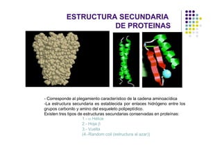 ESTRUCTURA SECUNDARIA
                     DE PROTEINAS




- Corresponde al plegamiento característico de la cadena aminoacídica
-La estructura secundaria es establecida por enlaces hidrógeno entre los
grupos carbonilo y amino del esqueleto polipeptídico.
Existen tres tipos de estructuras secundarias conservadas en proteínas:
                     1.- a Hélice
                     2.- Hoja b
                     3.- Vuelta
                     (4.-Random coil (estructura al azar))
 