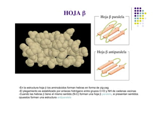 HOJA b                        Hoja b paralela




                                                                Hoja b antiparalela




-En la estructura hoja b los aminoácidos forman hebras en forma de zig-zag
-El plegamiento es estabilizado por enlaces hidrógeno entre grupos C=O y NH de cadenas vecinas
-Cuando las hebras b tiene el mismo sentido (N-C) forman una hoja b paralela, si presentan sentidos
opuestos forman una estructura antiparalela
 
