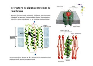 Estructura de algunas proteínas de
 membrana
  Algunas hélices-alfa son estructuras anfipáticas que permiten la
  formación de proteínas transmembrana con una región interior
  hidrofílica, como por ejemplo en las proteínas transportadoras.




Bacteriorrodopsina (bomba de H+) presente en la membrana de las
arqueobacterias Halobacterium halobium
 