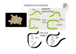 FUERZAS COVALENTES
             PUENTE
             DISULFURO




           ENLACE
           AMIDA
 