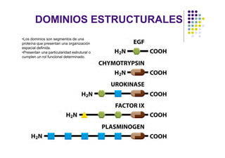 DOMINIOS ESTRUCTURALES
•Los dominios son segmentos de una
proteína que presentan una organización
espacial definida.
•Presentan una particularidad estrutural o
cumplen un rol funcional determinado.
 