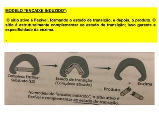 MODELO “ENCAIXE INDUZIDO”:
O sítio ativo é flexível, formando o estado de transição, e depois, o produto. O
sítio é estruturalmente complementar ao estado de transição; isso garante a
especificidade da enzima.
.
 