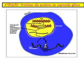 ATENÇÃO: Proteínas são produtos da expressão gênica
 