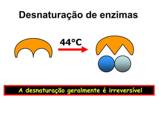 Desnaturação de enzimas
44°C
A desnaturação geralmente é irreversível
 