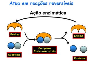 Ação enzimática
Modelo chave-fechadura
Enzima
Substrato
Complexo
Enzima-substrato
Enzima
Produtos
Atua em reações reversíveis
 