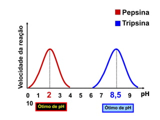 0 1 2 3 4 5 6 7 8,5 9
10 Ótimo de pH Ótimo de pH
Pepsina
Tripsina
pH
Velocidadedareação
 