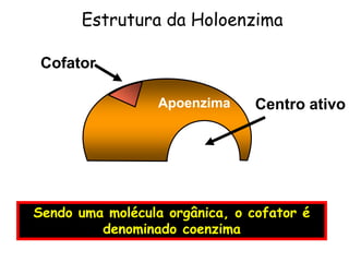 Apoenzima
Cofator
Centro ativo
Sendo uma molécula orgânica, o cofator é
denominado coenzima
Estrutura da Holoenzima
 