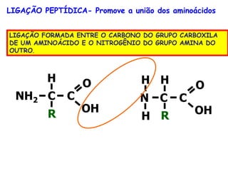 LIGAÇÃO PEPTÍDICA- Promove a união dos aminoácidos
LIGAÇÃO FORMADA ENTRE O CARBONO DO GRUPO CARBOXILA
DE UM AMINOÁCIDO E O NITROGÊNIO DO GRUPO AMINA DO
OUTRO.
NH2 C C
R
H
OH
O
R
H
OH
OH
H
N C C
 