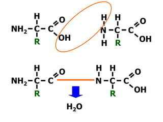 NH2 C C
R
H O
R
H
OH
OH
H2O
N C C
NH2 C C
R
H
OH
O
R
H
OH
OH
H
N C C
 