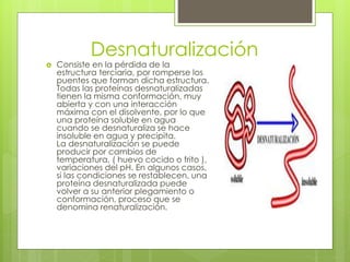 Desnaturalización
 Consiste en la pérdida de la
estructura terciaria, por romperse los
puentes que forman dicha estructura.
Todas las proteínas desnaturalizadas
tienen la misma conformación, muy
abierta y con una interacción
máxima con el disolvente, por lo que
una proteína soluble en agua
cuando se desnaturaliza se hace
insoluble en agua y precipita.
La desnaturalización se puede
producir por cambios de
temperatura, ( huevo cocido o frito ),
variaciones del pH. En algunos casos,
si las condiciones se restablecen, una
proteína desnaturalizada puede
volver a su anterior plegamiento o
conformación, proceso que se
denomina renaturalización.
 