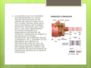  Las proteínas son los materiales
que desempeñan un mayor
numero de funciones en las
células de todos los seres vivos.
Por un lado, forman parte de la
estructura básica de los tejidos
(músculos, tendones, piel, uñas,
etc.) y, por otro, desempeñan
funciones metabólicas y
reguladoras (asimilación de
nutrientes, transporte de oxígeno y
de grasas en la sangre,
inactivación de materiales tóxicos
o peligrosos, etc.). También son los
elementos que definen la
identidad de cada ser vivo, ya
que son la base de la estructura
del código genético (ADN) y de
los sistemas de reconocimiento de
organismos extraños en el sistema
inmunitario.
 