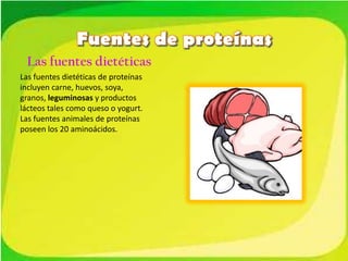 Las fuentes dietéticas
Las fuentes dietéticas de proteínas
incluyen carne, huevos, soya,
granos, leguminosas y productos
lácteos tales como queso o yogurt.
Las fuentes animales de proteínas
poseen los 20 aminoácidos.

 