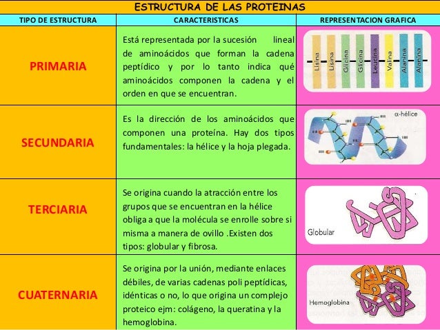 Proteinas Primarias Secundarias Terciarias Y Cuaternarias - slingo