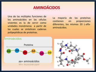 Proteinas 2nico | PPTX