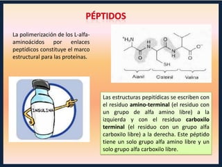 La polimerización de los L-alfaaminoácidos por enlaces
peptídicos constituye el marco
estructural para las proteínas.

Las estructuras pepitídicas se escriben con
el residuo amino-terminal (el residuo con
un grupo de alfa amino libre) a la
izquierda y con el residuo carboxilo
terminal (el residuo con un grupo alfa
carboxiIo libre) a la derecha. Este péptido
tiene un solo grupo alfa amino libre y un
solo grupo alfa carboxilo libre.

 