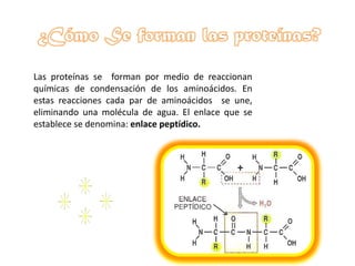 Las proteínas se forman por medio de reaccionan
químicas de condensación de los aminoácidos. En
estas reacciones cada par de aminoácidos se une,
eliminando una molécula de agua. El enlace que se
establece se denomina: enlace peptídico.

 