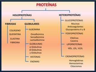 HOLOPROTEÍNAS
FIBROSAS
COLÁGENO
QUERATINA
ELASTINA
FIBROINA

GLOBULARES
ALBÚMINA
Ovoalbúmina
Seroalbúmina
Lactoalbúmina
GLOBULINAS
α Globulinas
β Globulinas
γ Globulinas
HISTONAS
ENZIMAS

HETEROPROTEÍNAS
GLUCOPROTEÍNAS
Mucinas
Anticoagulantes
Glucoproteína A y B
FOSFOPROTEÍNAS
Vitelinas
Caseina
LIPOPROTEÍNAS
HDL. LDL, VLDL
CROMOPROTEÍNAS
Hemoglobinas
Hemocioninas
Citocromos

 