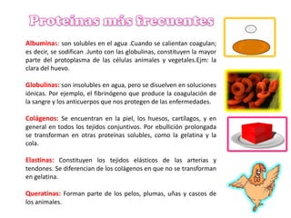Albuminas: son solubles en el agua .Cuando se calientan coagulan;
es decir, se sodifican .Junto con las globulinas, constituyen la mayor
parte del protoplasma de las células animales y vegetales.Ejm: la
clara del huevo.

Globulinas: son insolubles en agua, pero se disuelven en soluciones
iónicas. Por ejemplo, el fibrinógeno que produce la coagulación de
la sangre y los anticuerpos que nos protegen de las enfermedades.

Colágenos: Se encuentran en la piel, los huesos, cartílagos, y en
general en todos los tejidos conjuntivos. Por ebullición prolongada
se transforman en otras proteínas solubles, como la gelatina y la
cola.

Elastinas: Constituyen los tejidos elásticos de las arterias y
tendones. Se diferencian de los colágenos en que no se transforman
en gelatina.

Queratinas: Forman parte de los pelos, plumas, uñas y cascos de
los animales.

 