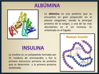 La albúmina es una proteína que se
encuentra en gran proporción en el
plasma sanguíneo, siendo la principal
proteína de la sangre, y una de las más
abundantes en el ser humano. Es
sintetizada en el hígado.

La insulina es un polipéptido formado por
51 residuos de aminoácidos y fue la
primera estructura primaria de proteína
que se determinó y la primera proteína
sintetizada.

 