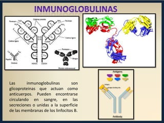 Las
inmunoglobulinas
son
glicoproteinas que actuan como
anticuerpos. Pueden encontrarse
circulando en sangre, en las
secreciones o unidas a la superficie
de las membranas de los linfocitos B.

 