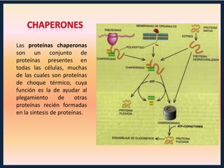 Las proteínas chaperonas
son un conjunto de
proteínas presentes en
todas las células, muchas
de las cuales son proteínas
de choque térmico, cuya
función es la de ayudar al
plegamiento
de
otras
proteínas recién formadas
en la síntesis de proteínas.

 