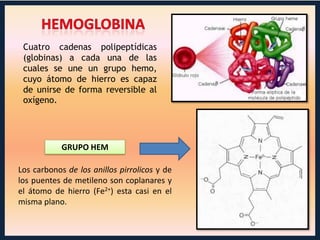 Cuatro cadenas polipeptídicas
(globinas) a cada una de las
cuales se une un grupo hemo,
cuyo átomo de hierro es capaz
de unirse de forma reversible al
oxígeno.

GRUPO HEM

Los carbonos de los anillos pirrolicos y de
los puentes de metileno son coplanares y
el átomo de hierro (Fe2+) esta casi en el
misma plano.

 