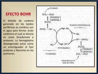 El bióxido de carbono
generado en los tejidos
periféricos se combina con
el agua para formar ácido
carbónico el cual se disocia
en iones bicarbonato y
protones. La hemoglobina
desoxigenada actúa como
un amortiguador al fijar
protones y liberarlos en los
pulmones.

 