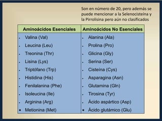 Son en número de 20, pero además se
puede mencionar a la Selenocisteína y
la Pirrolisina pero aún no clasificados
Aminoácidos Esenciales

Aminoácidos No Esenciales

Valina (Val)

Alanina (Ala)

Leucina (Leu)

Prolina (Pro)

Treonina (Thr)

Glicina (Gly)

Lisina (Lys)

Serina (Ser)

Triptófano (Trp)

Cisteína (Cys)

Histidina (His)

Asparagina (Asn)

Fenilalanina (Phe)

Glutamina (Gln)

Isoleucina (Ile)

Tirosina (Tyr)

Arginina (Arg)

Ácido aspártico (Asp)

Metionina (Met)

Ácido glutámico (Glu)

 